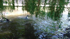 A quieter bit of water to stretch out my stroke.